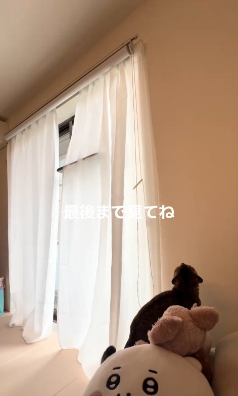 カーテンを見上げる猫