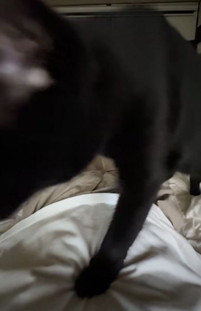 布団で寝る飼い主の体の上を歩く白黒猫