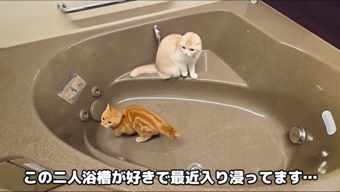 浴槽の中を歩き回る茶色い猫と、浴槽の中に座り込むクリーム色の猫
