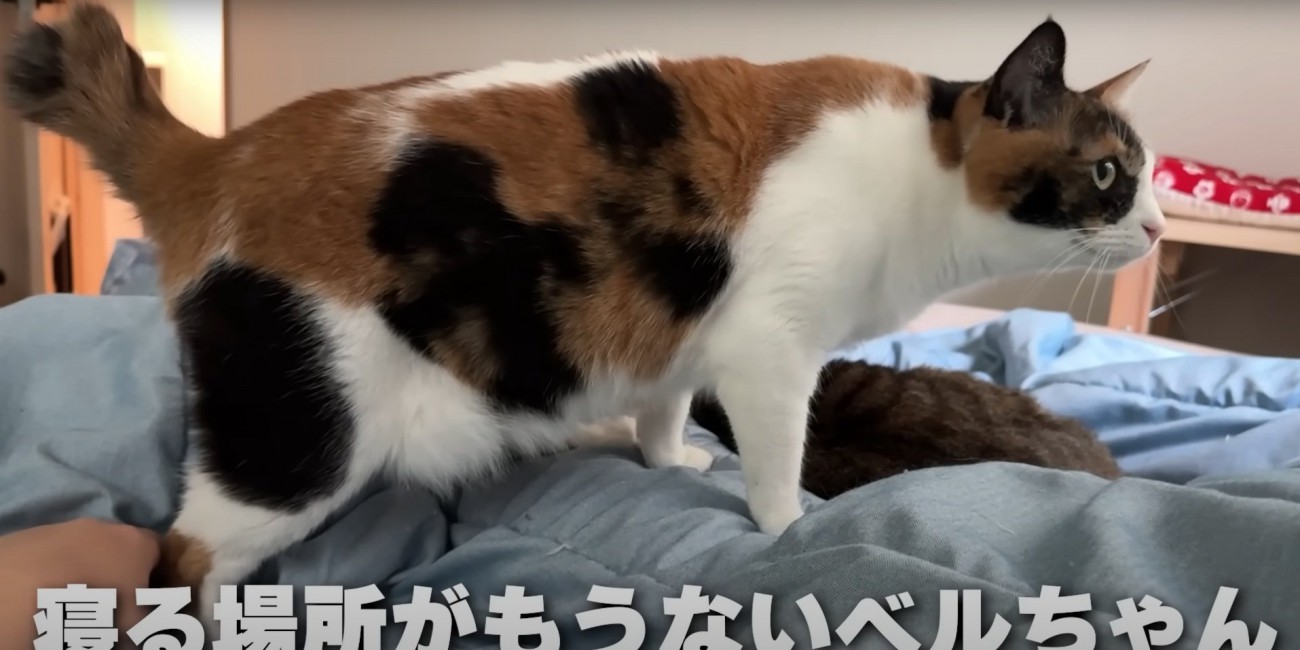 ベッドに上るベルちゃん