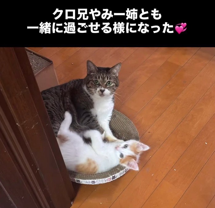 爪とぎに乗る子猫と成猫