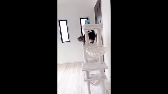 降りながらニャー