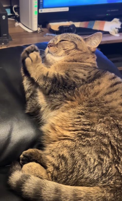 横になって目を閉じながら顔のすぐ近くで両前足を合わせている猫