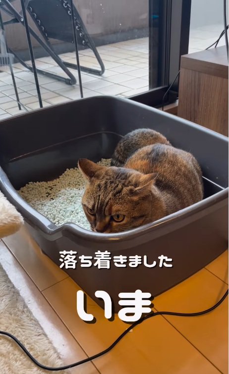 トイレにいるマンチカン