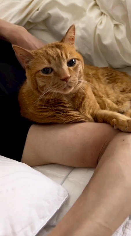 男性の腕にもたれかかりながらカメラを見つめる猫