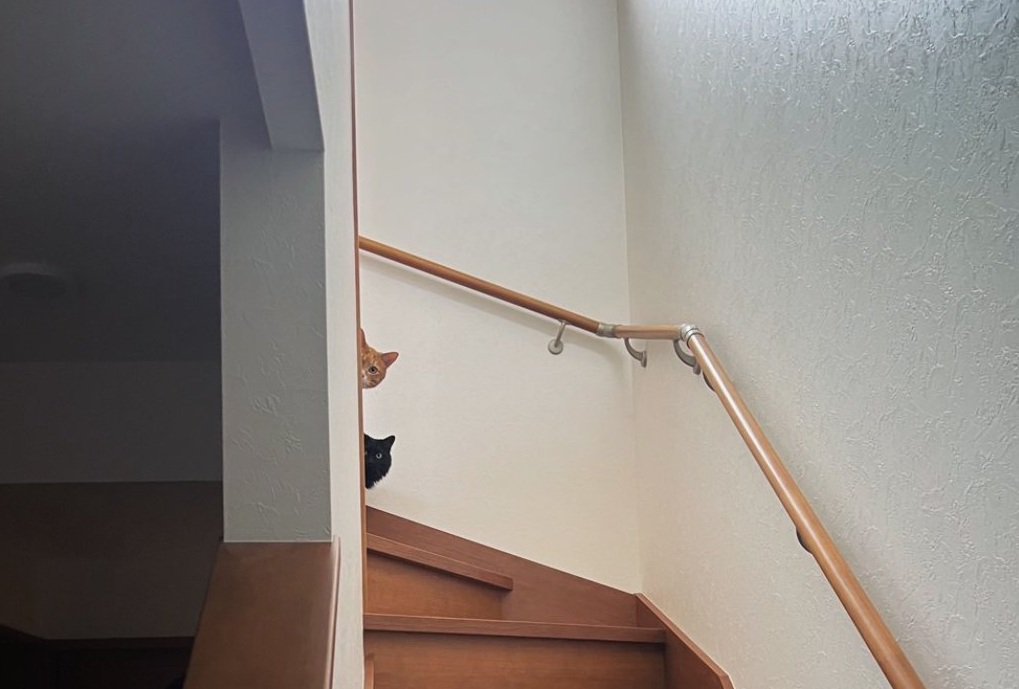 階段の上から覗く2匹の猫