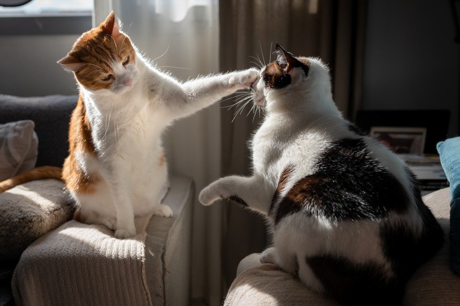 遊ぶ2匹の猫