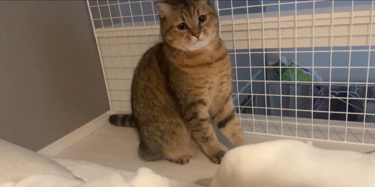 体をのけぞらせ困り顔の猫