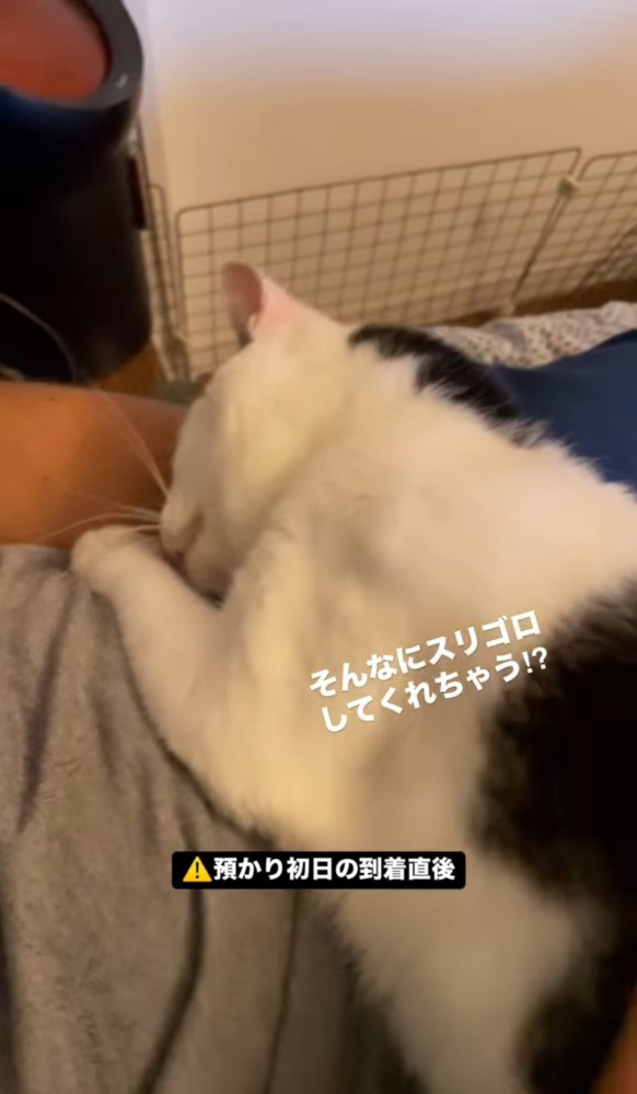 お腹の上でスリスリする猫