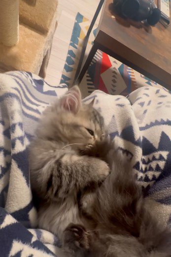 仰向けで自分のしっぽで遊んでいる子猫