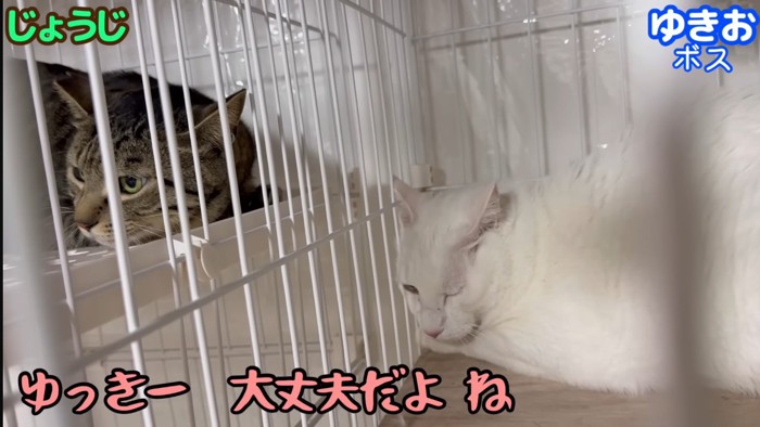 じょうじくんとゆきおくん