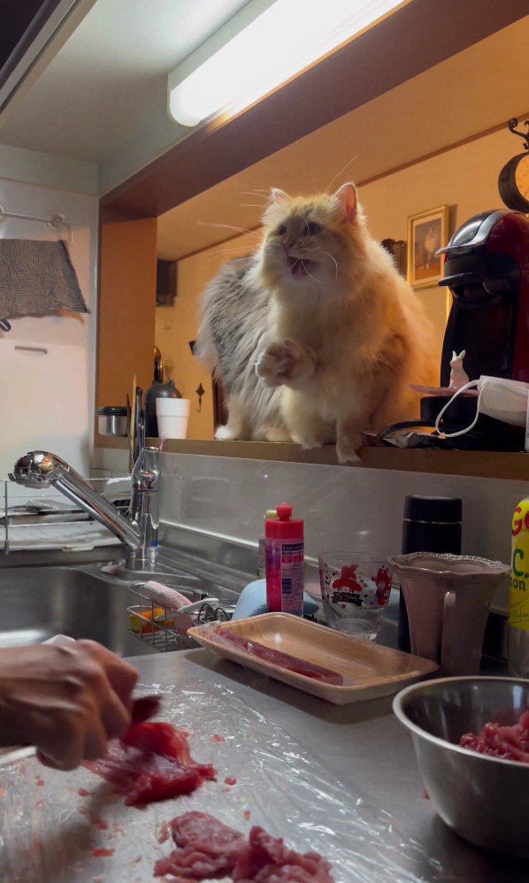 キッチンを見ている猫