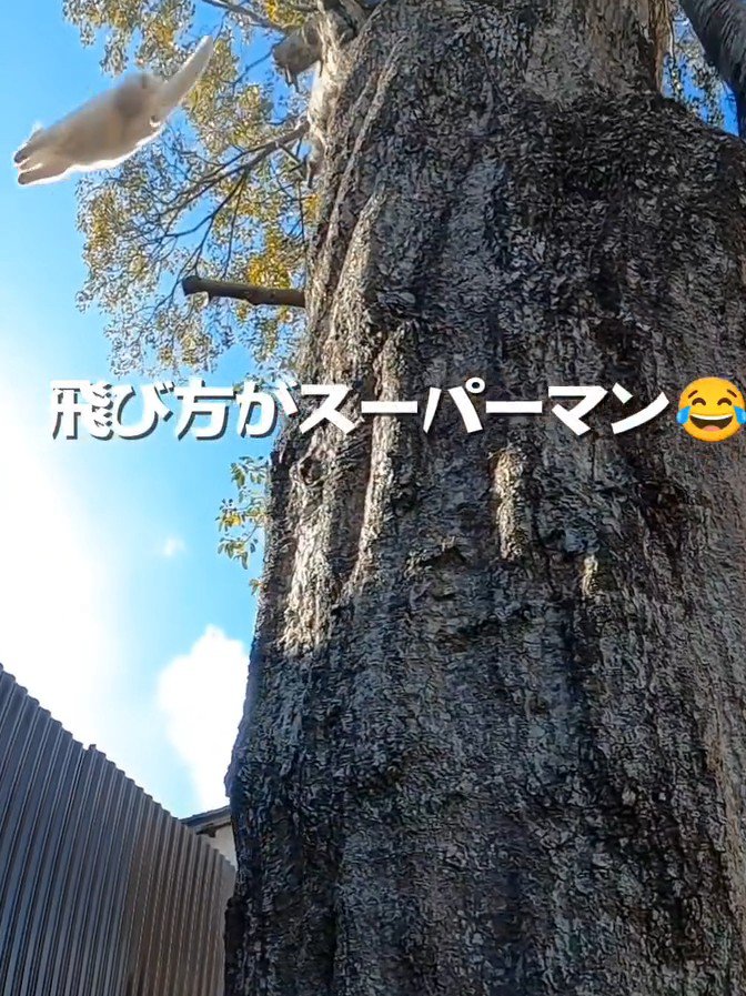 飛ぶ猫