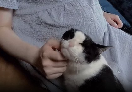 撫でられる猫