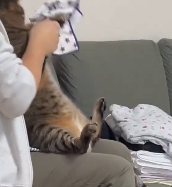 畳んだハンカチを横に置く猫と女性