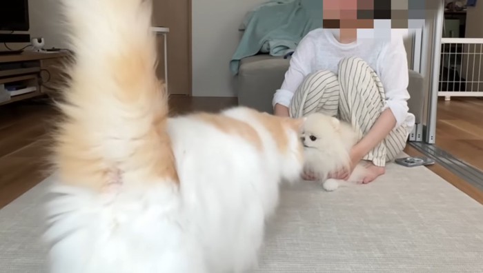 ポテチくんに近づくレモンくん