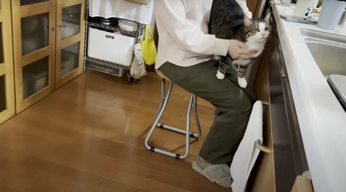 膝の上で撫でてもらう猫