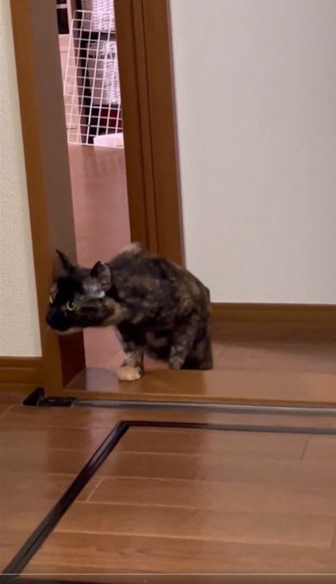 段差に片手をついて左側を見る猫