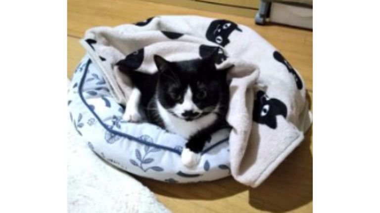 室内にいる猫
