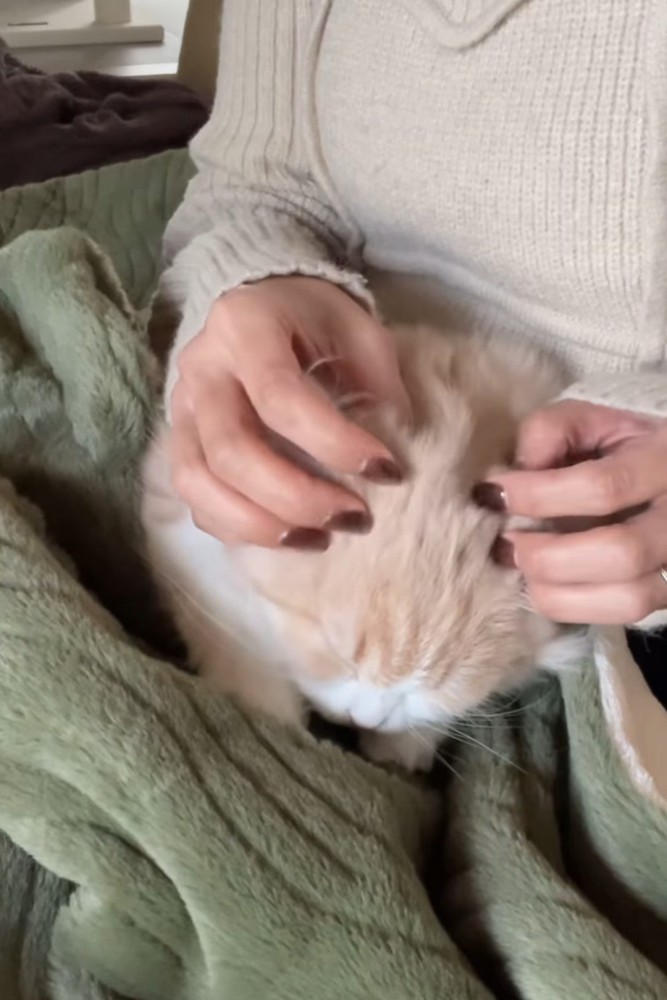 頭を触られる猫