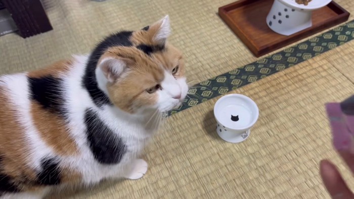 お皿で待機するミケ