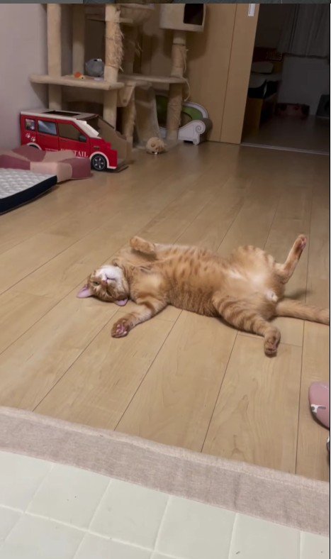 仰向けで寝ている猫