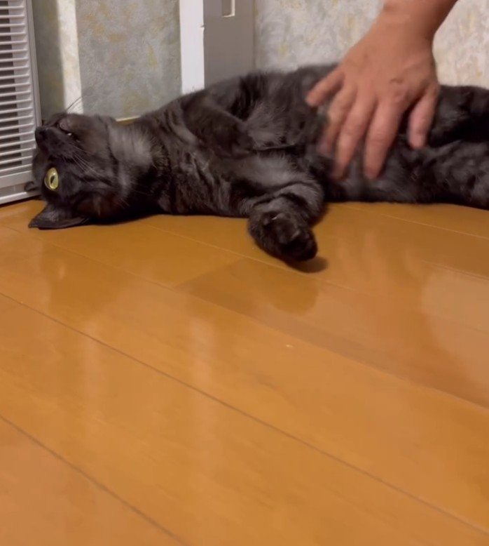 撫でられながら目を開いている猫