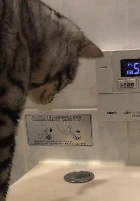 排水栓を一点集中して見つめる猫