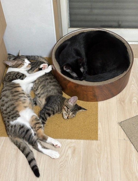 一緒に眠る猫たち