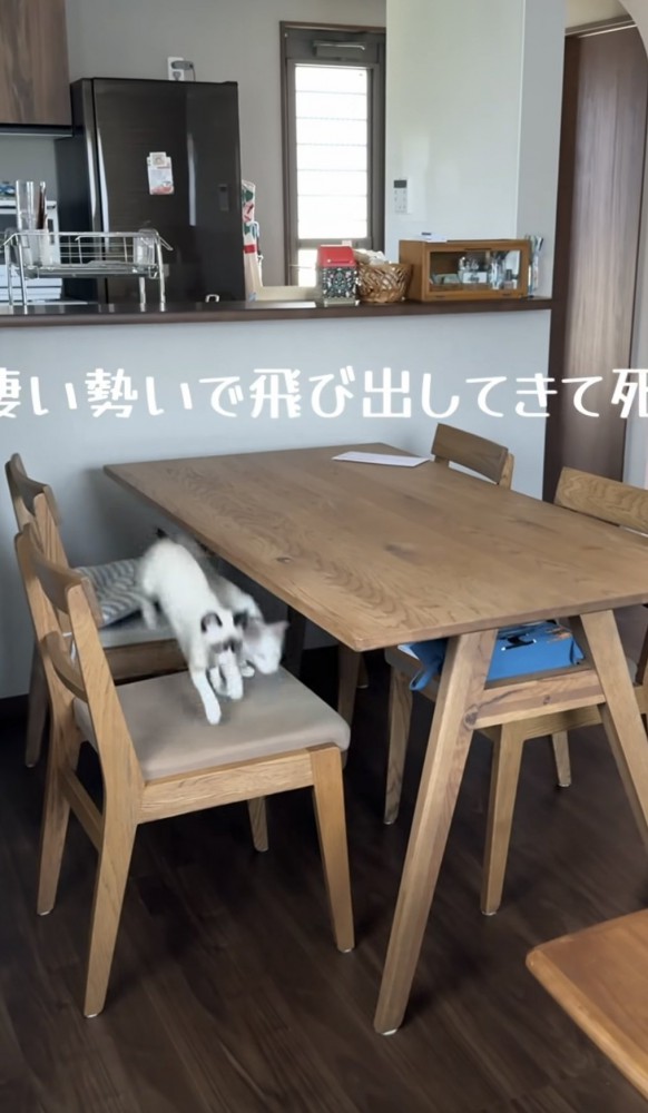 椅子からジャンプする猫の写真1