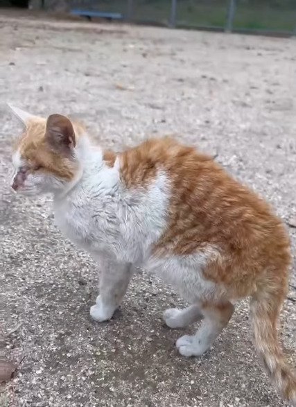 ガリガリに痩せている善くん
