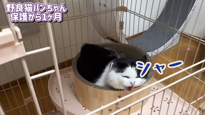 威嚇する猫