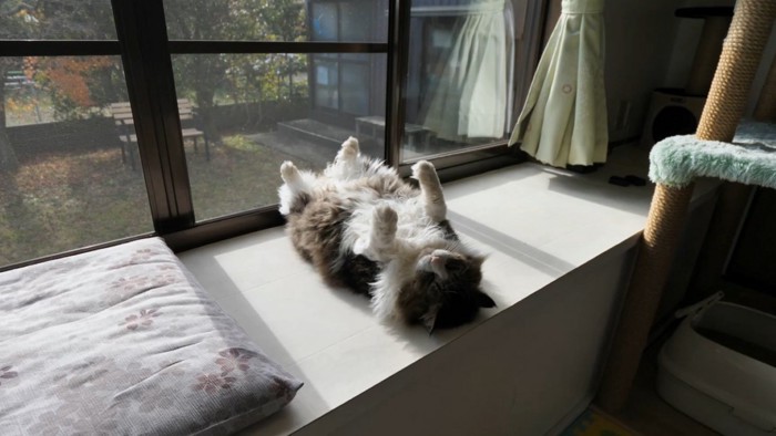 へそ天する猫を横から映した様子（風景入り）