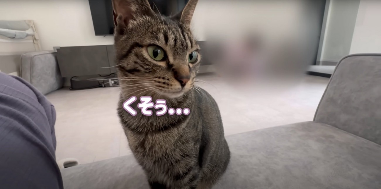 前を見つめるももまるちゃん