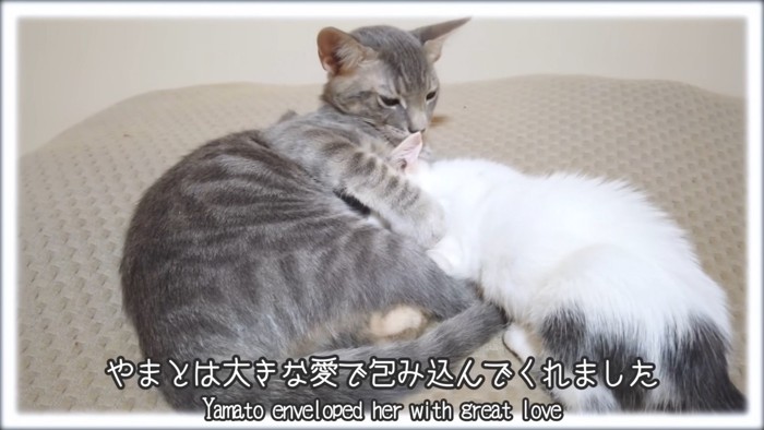 テロップ「やまとは大きな愛で~」