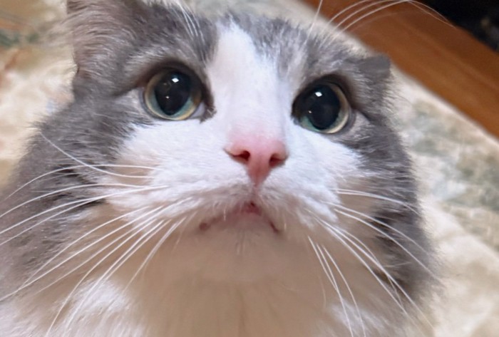 見上げる猫の顔アップ
