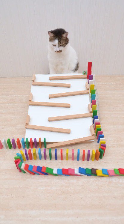 倒れるドミノを見つめるツートンカラーの猫