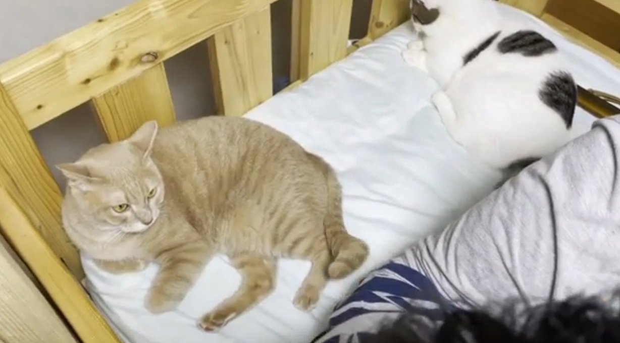 ベッドのすみにいる猫