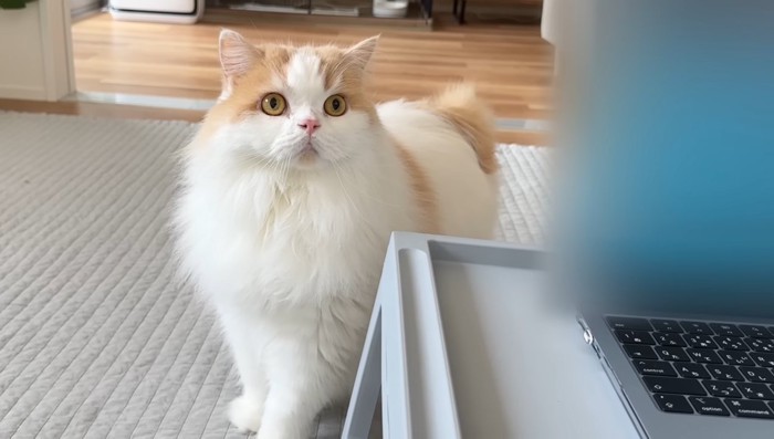 固まるレモンくん