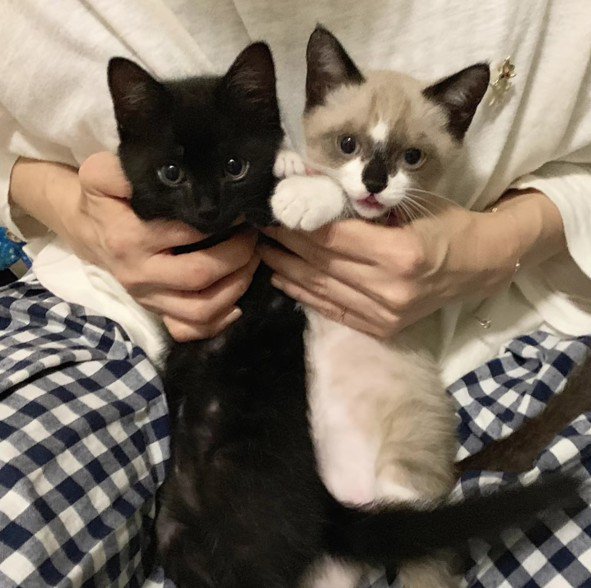 にぼしくんといちみちゃん