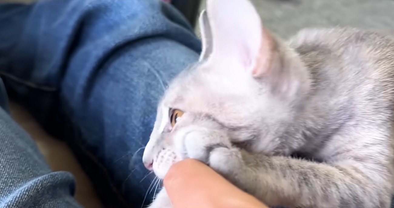 膝に乗って甘える猫