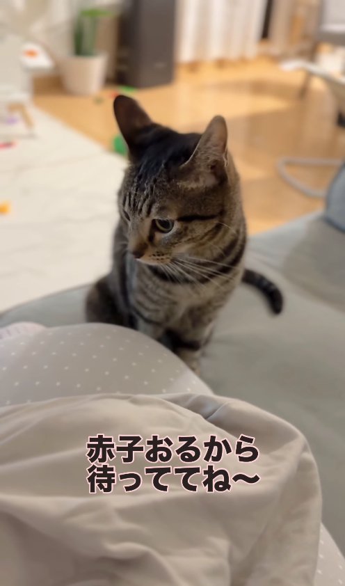 ソファの上でお座りをして俯いている猫