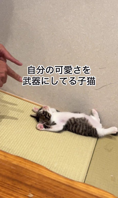 仰向けの猫