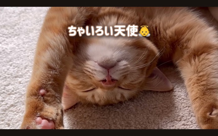 バンザイする猫