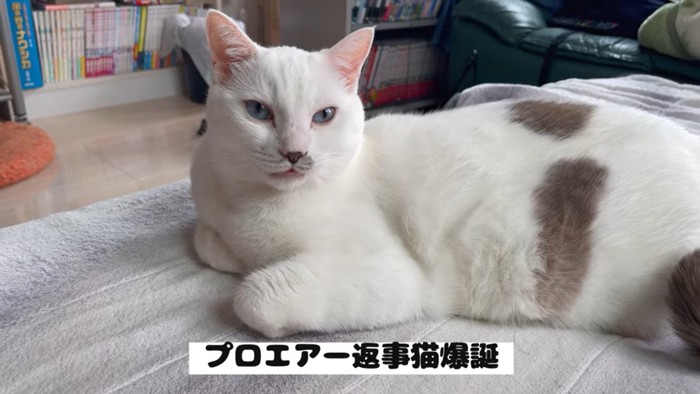 返事をするハクちゃん