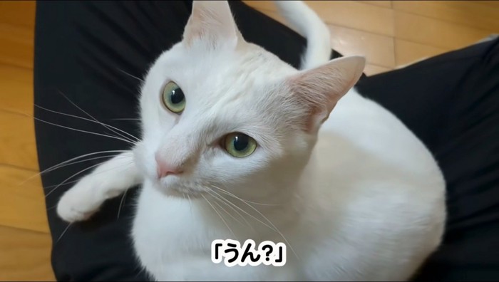 男性を見上げる猫