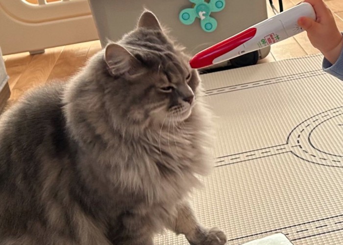 戸惑った表情の猫