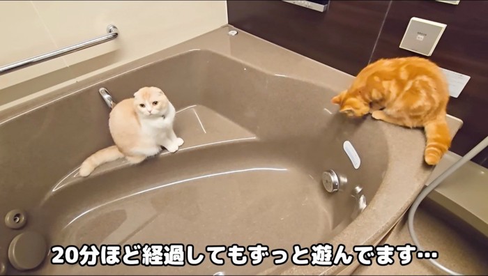 浴槽の縁から浴槽の中を見つめる茶色い猫