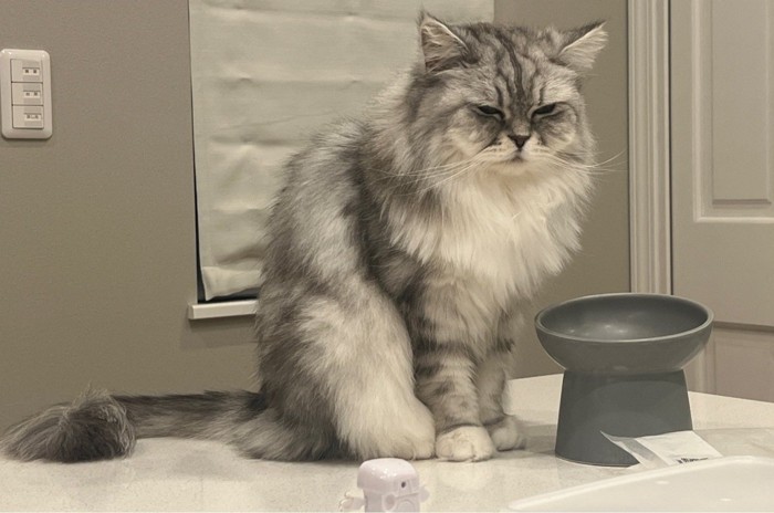 おすわりする猫