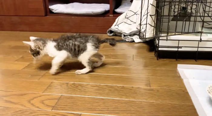 走り出す子猫